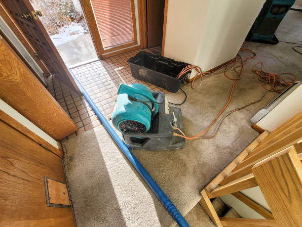 Best Mold removal after water damage  in Neodesha, KS
